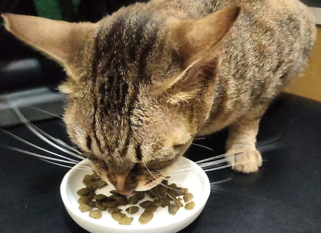 猫がご飯を食べている画像